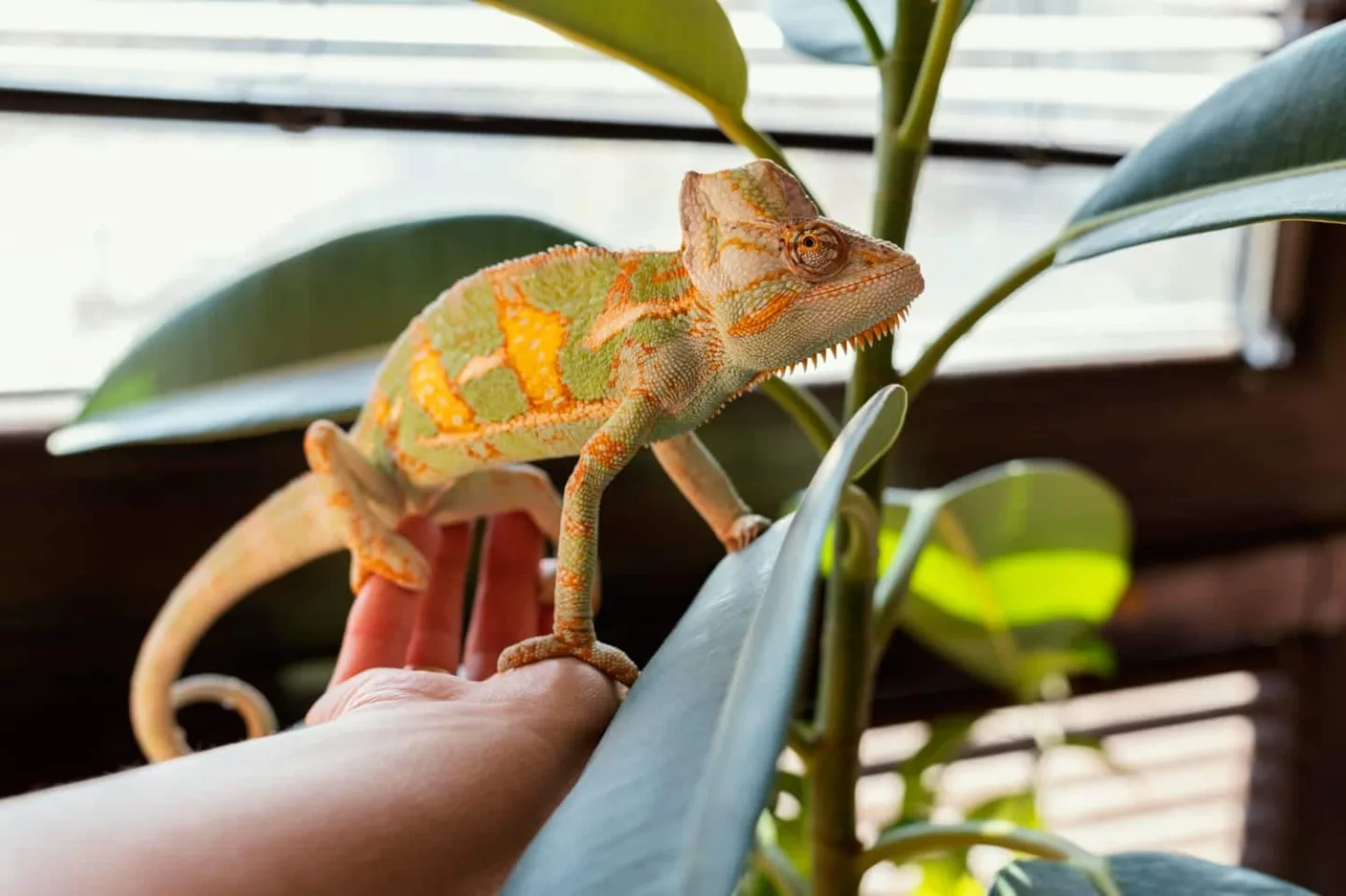 Animales de compañía exóticos o niños: ¿qué elegir?
