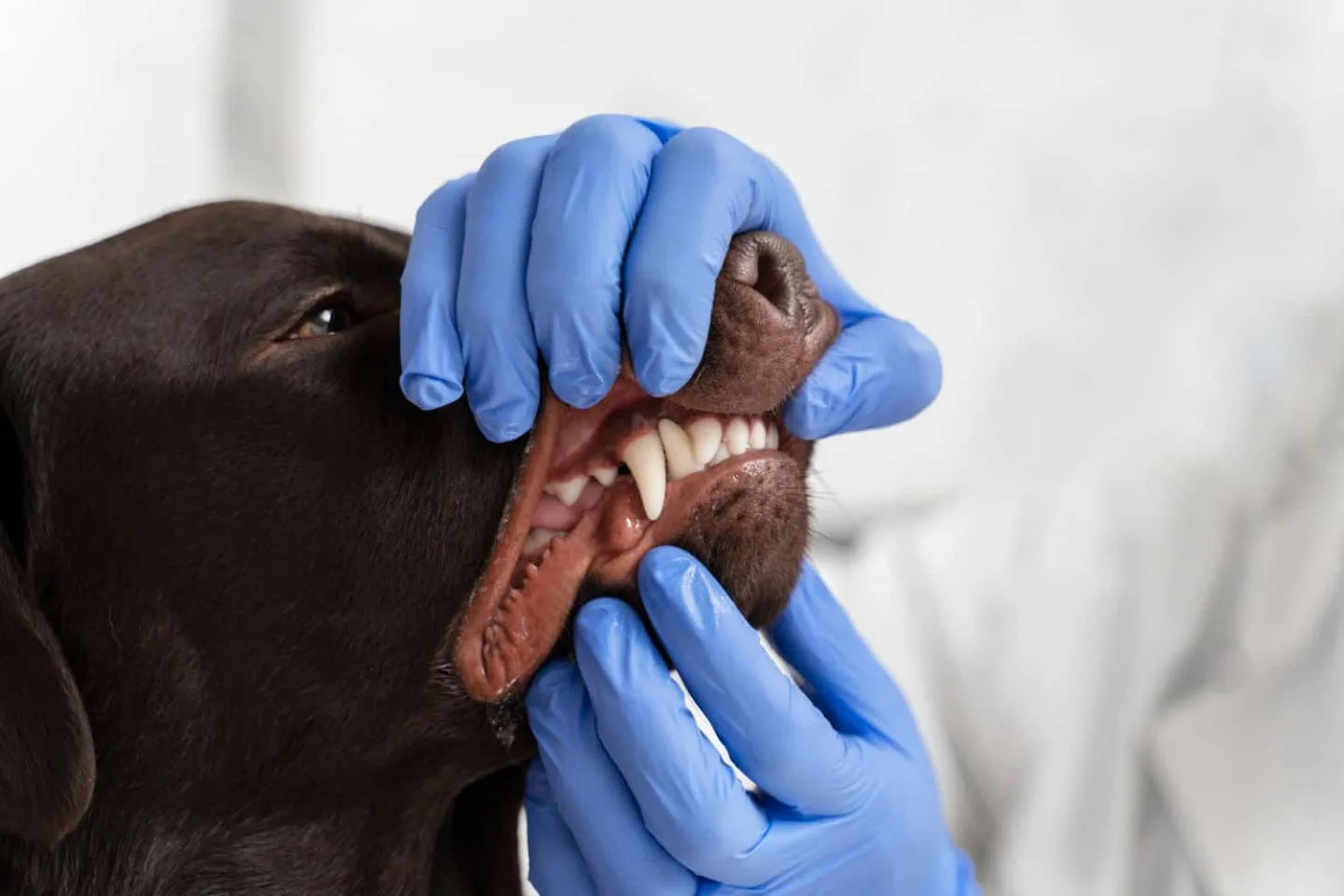 ¿Cómo identificar una infección en una mordedura de perro?