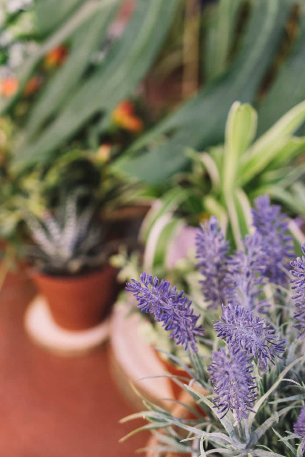 6 plantas relajantes que cultivar en casa
