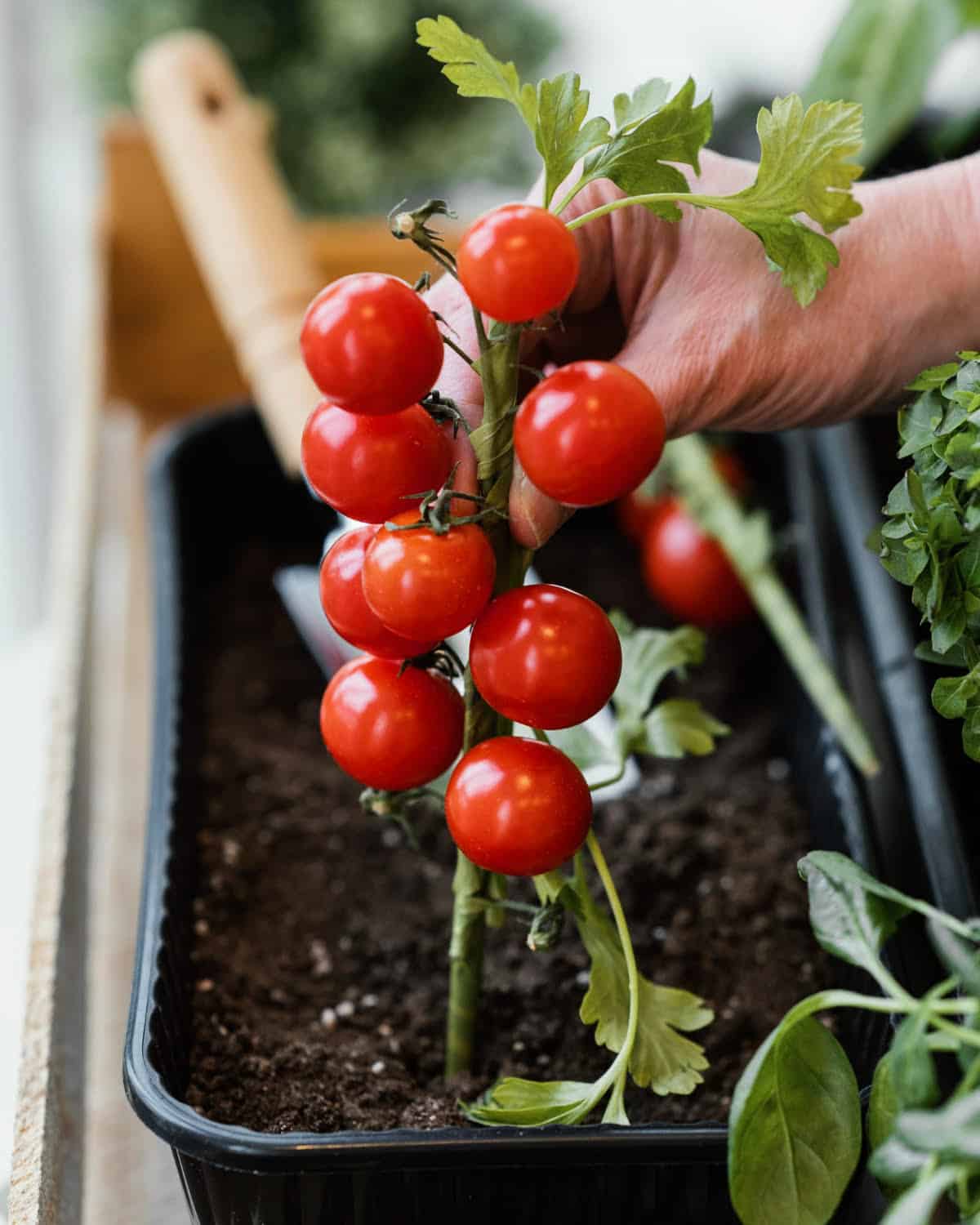 Hortalizas fáciles de cultivar en maceta / Tomate