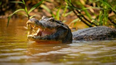Steve Irwin, el Cazador de Cocodrilos que convirtió su pasión en un legado eterno