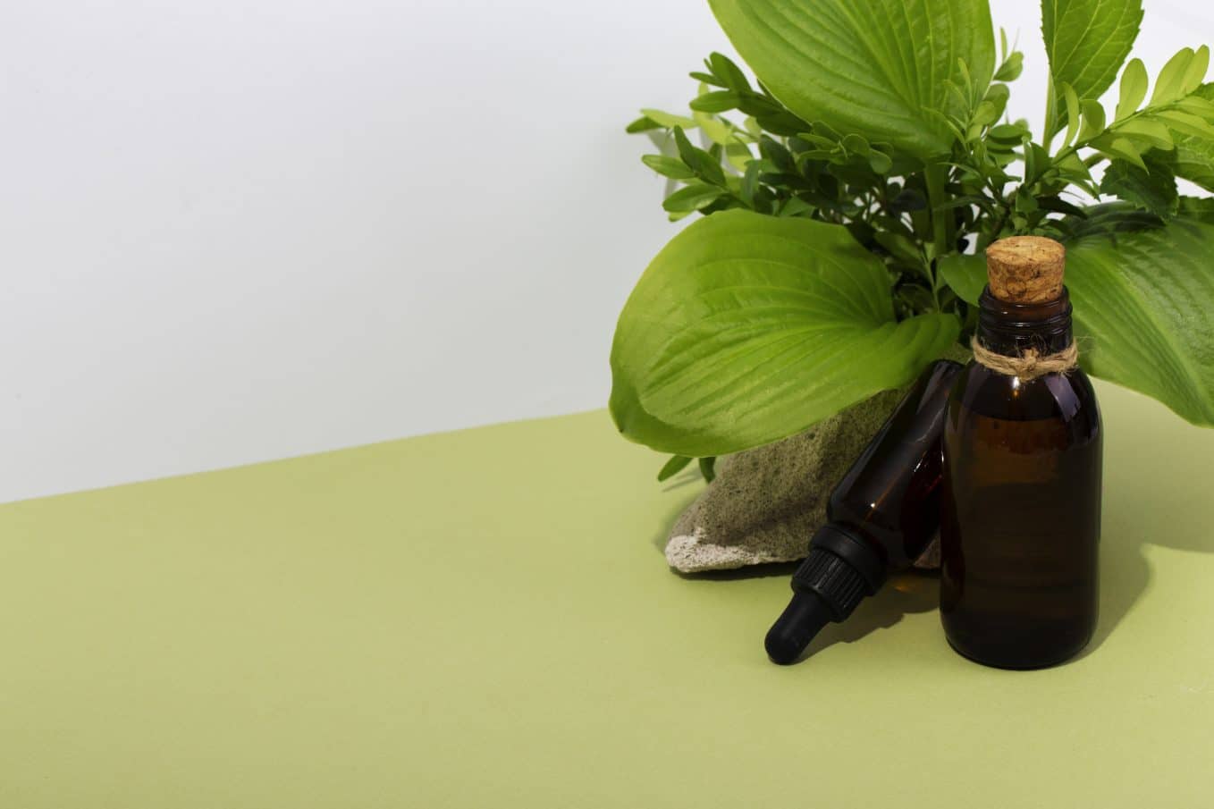 Ashwagandha la planta que puede ayudarle con el estrés y la concentración