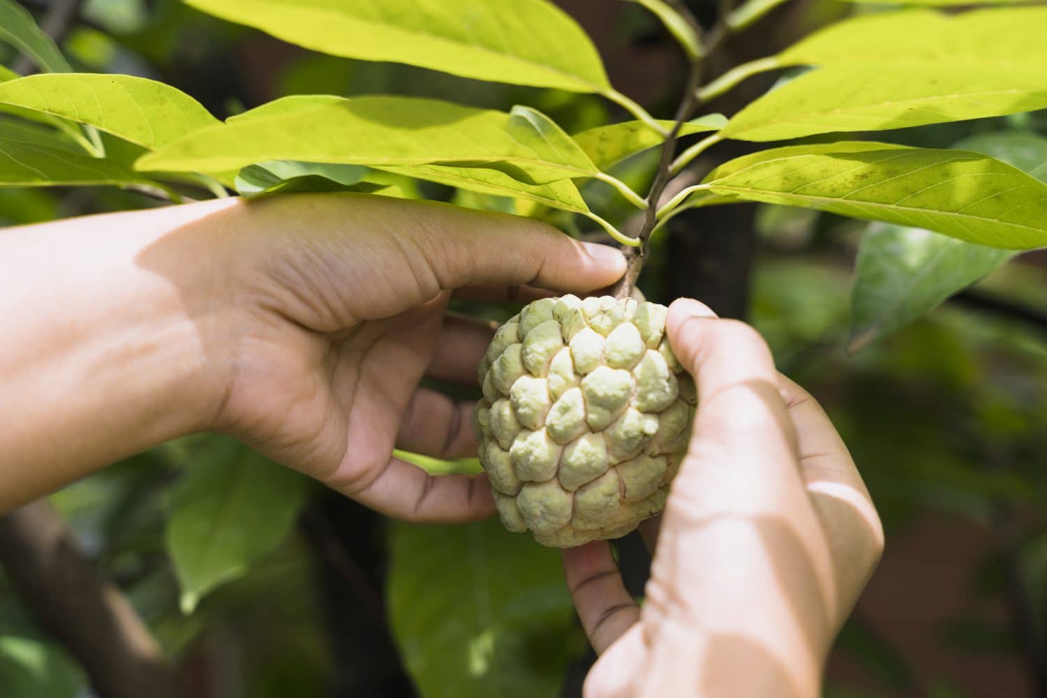 El poder del fruto de la chirimoya para mejorar la digestión y la salud intestinal