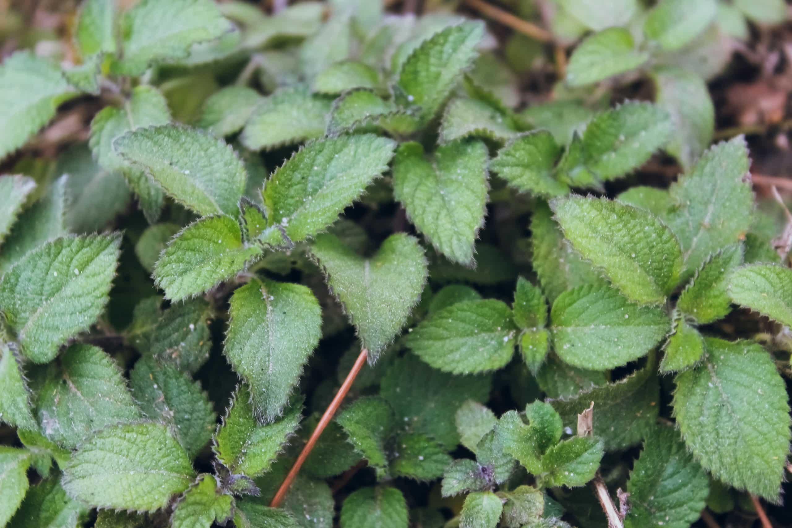 Ortigas una planta molesta con unos beneficios increíbles