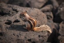ardillas