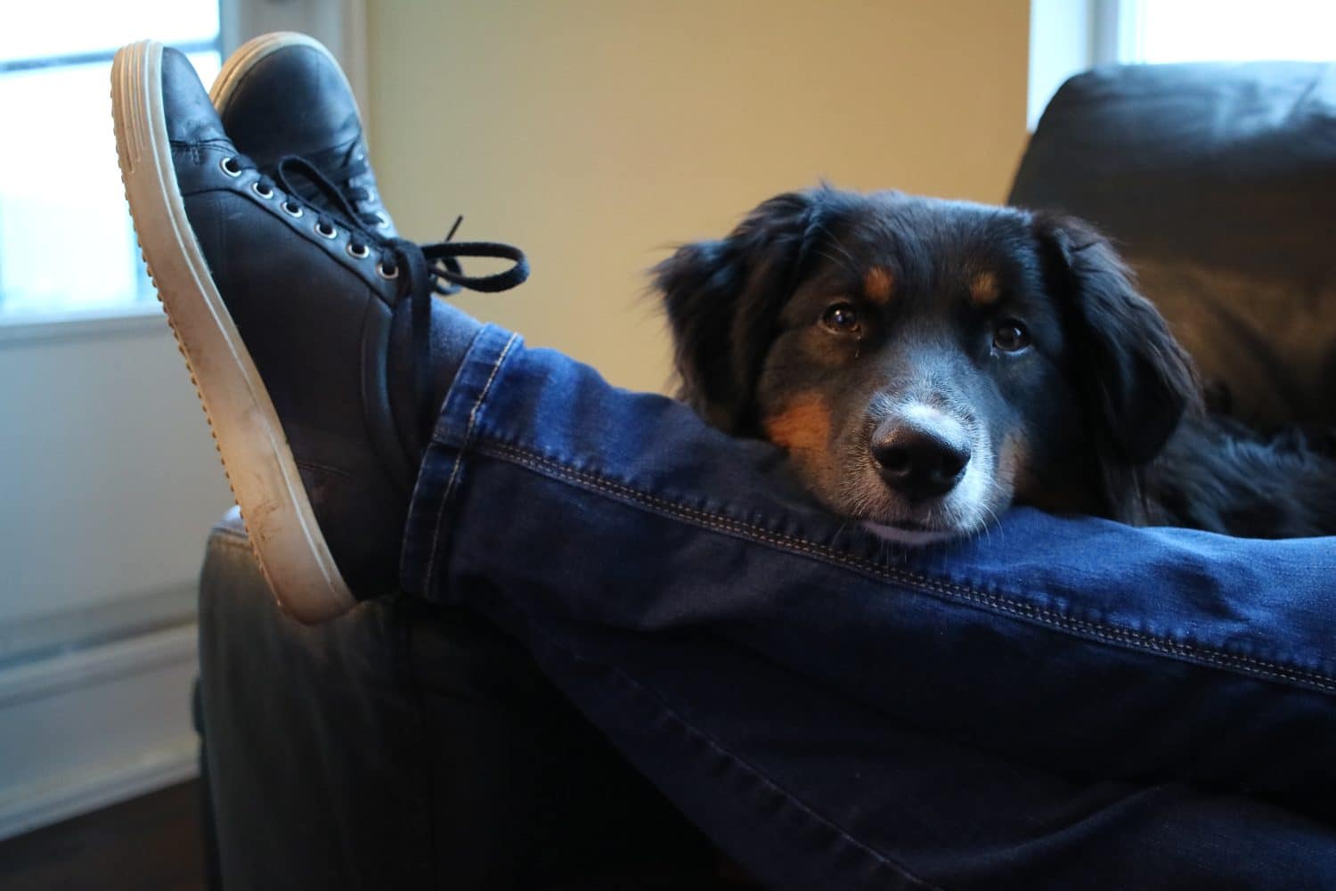 perro