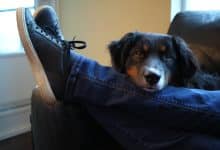 perro