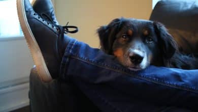 perro
