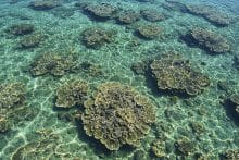 microbioma viral de la Gran Barrera de Coral