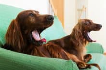 perros