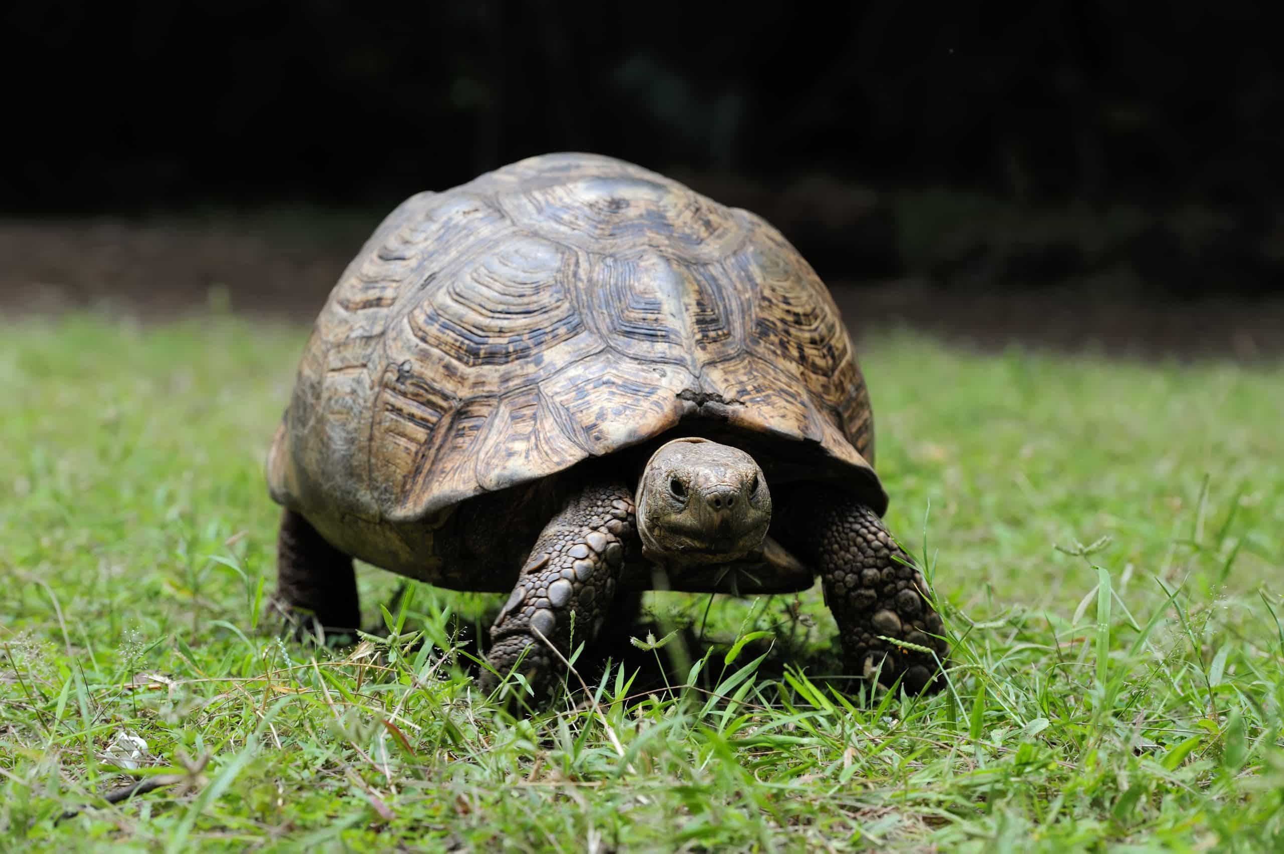 tortuga