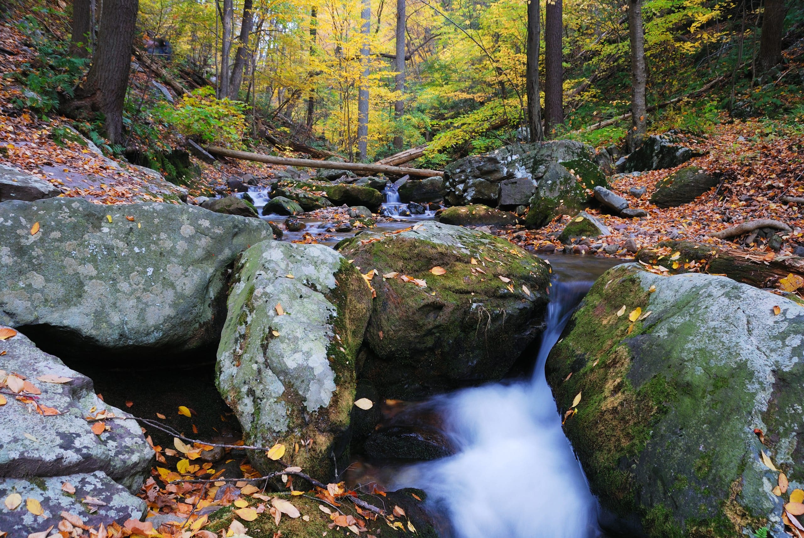 bosque de Huelgoat